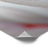 Phoenicopterus roseus poster (Hoek)