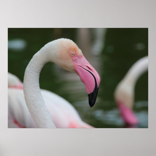 Phoenicopterus roseus poster (Voorkant)