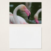 Phoenicopterus roseus visitekaartjes (Voorkant /achterkant)