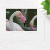Phoenicopterus roseus visitekaartjes (Bureau)
