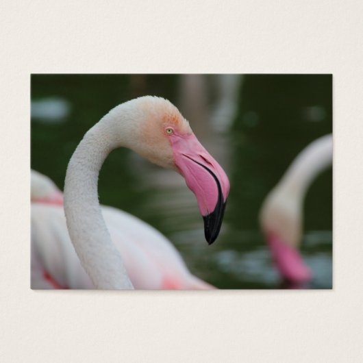 Phoenicopterus roseus visitekaartjes (Voorkant)