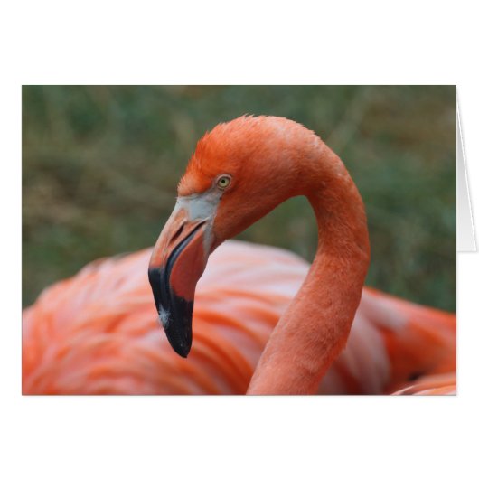Phoenicopterus ruber (Voorkant Horizontaal)