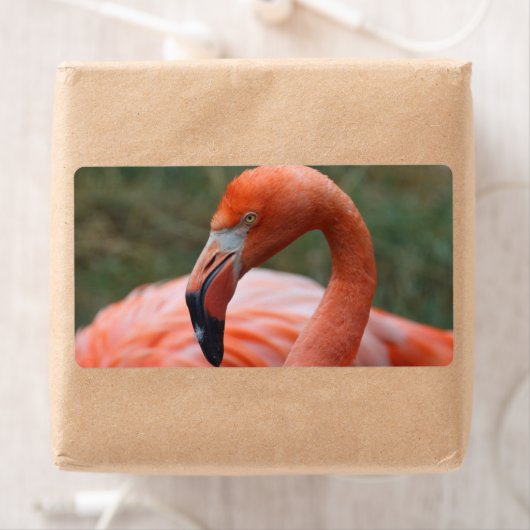 Phoenicopterus ruber etiket (Insitu)