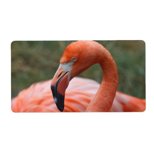Phoenicopterus ruber etiket (Voorkant)