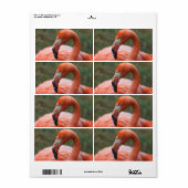 Phoenicopterus ruber etiket (Full Sheet)