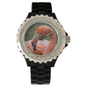 Phoenicopterus ruber horloge