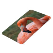 Phoenicopterus ruber magneet (Linkerzijde)