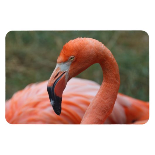 Phoenicopterus ruber magneet (Horizontaal)