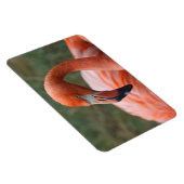 Phoenicopterus ruber magneet (Rechterzijde)