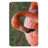 Phoenicopterus ruber magneet (Verticaal)
