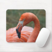 Phoenicopterus ruber muismat (Met muis)