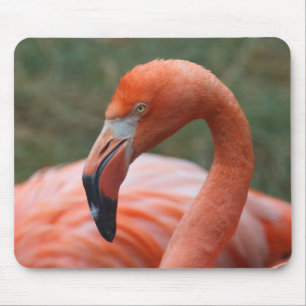 Phoenicopterus ruber muismat
