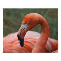 Phoenicopterus ruber