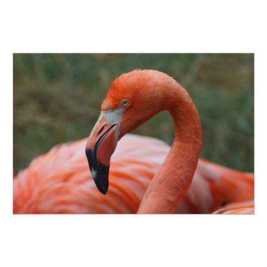 Phoenicopterus ruber poster (Voorkant)