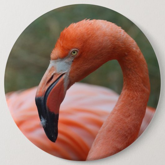 Phoenicopterus ruber ronde button 6,0 cm (Voorkant)