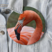 Phoenicopterus ruber ronde button 6,0 cm (In situ)