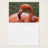 Phoenicopterus ruber visitekaartjes (Voorkant /achterkant)
