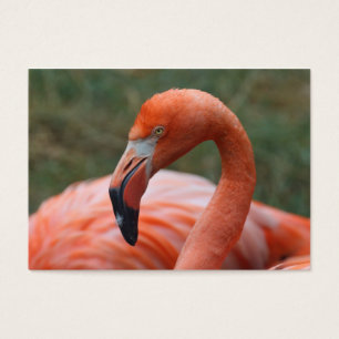 Phoenicopterus ruber visitekaartjes