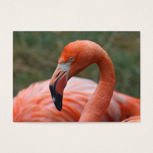 Phoenicopterus ruber visitekaartjes (Voorkant)