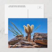 Phoenix Arizona, Young Teddy Bear Cholla Cactus Briefkaart (Voorkant / Achterkant)