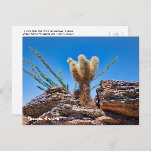Phoenix Arizona, Young Teddy Bear Cholla Cactus Briefkaart (Voorkant / Achterkant)