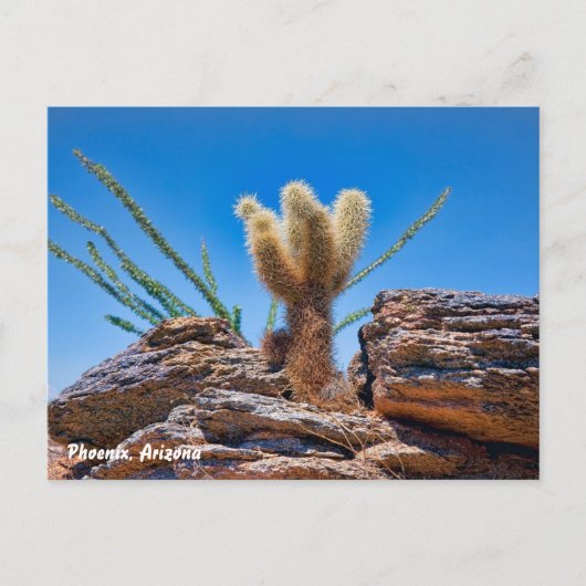 Phoenix Arizona, Young Teddy Bear Cholla Cactus Briefkaart (Voorkant)