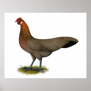 Phoenix: BB Red Hen Poster