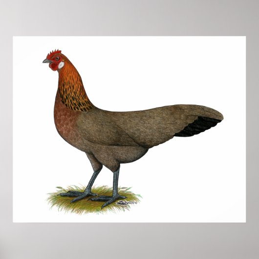 Phoenix: BB Red Hen Poster (Voorkant)