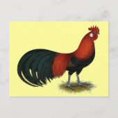 Phoenix:  BB Red Rooster Briefkaart (Voorkant)