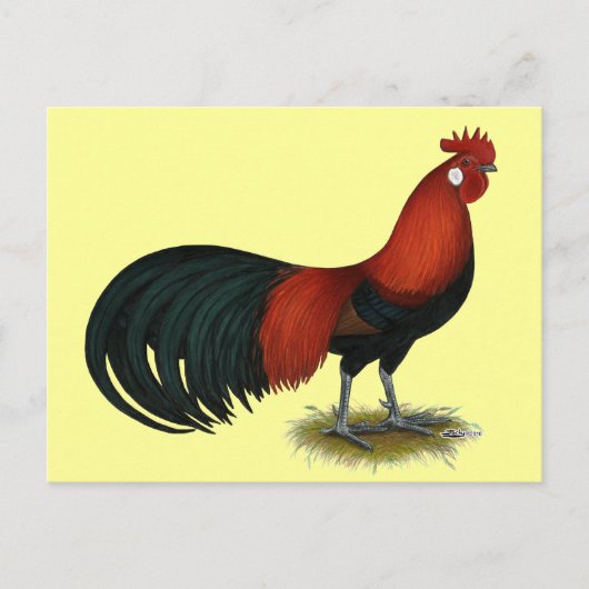 Phoenix:  BB Red Rooster Briefkaart (Voorkant)