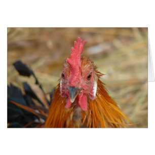 Phoenix blijft de Camera neer