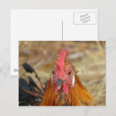 Phoenix blijft de Camera neer Briefkaart (Voorkant / Achterkant)