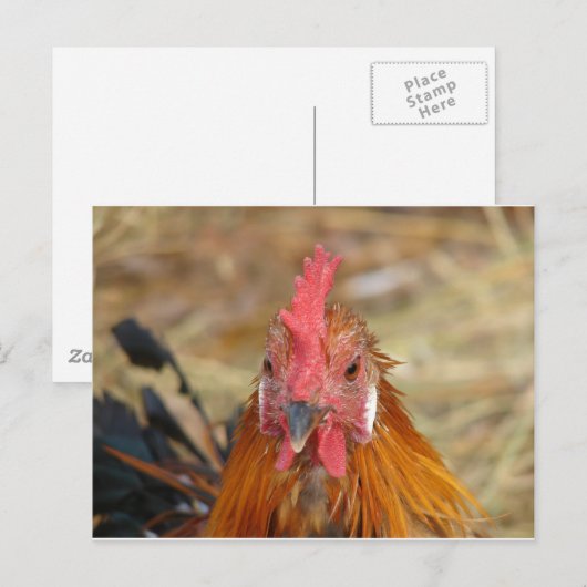 Phoenix blijft de Camera neer Briefkaart (Voorkant / Achterkant)