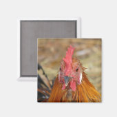 Phoenix blijft de Camera neer Magneet (Voorkant / Achterkant)