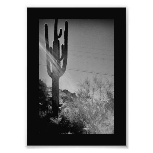 Phoenix Cactus Foto Afdruk (Voorkant)
