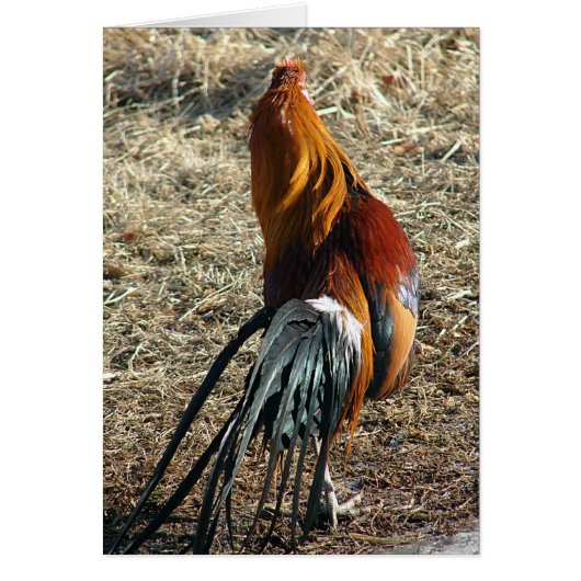 Phoenix haan van achter alle gelegenheid blanco (Voorkant)