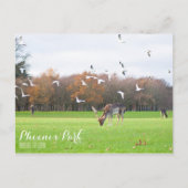 Phoenix Park Briefkaart (Voorkant)