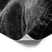 Phoenix Poster (Hoek)