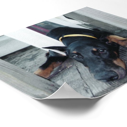 Phoenix Poster (Hoek)