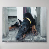 Phoenix Poster (Voorkant)