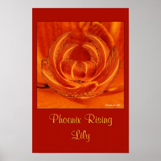 Phoenix Rising Lily Poster (Voorkant)