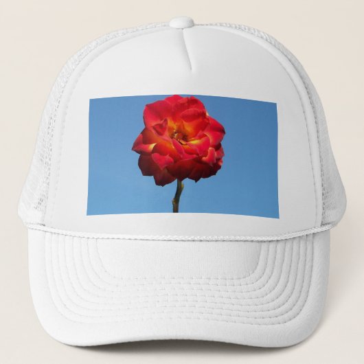 Phoenix-Roos in het Sky-pet Trucker Pet (Voorkant)