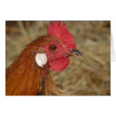 Phoenix Rooster (Voorkant Horizontaal)