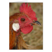 Phoenix Rooster (Voorkant)