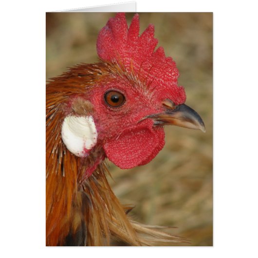 Phoenix Rooster (Voorkant)