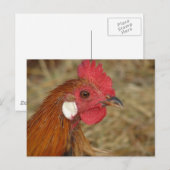 Phoenix Rooster Briefkaart (Voorkant / Achterkant)
