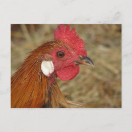 Phoenix Rooster Briefkaart