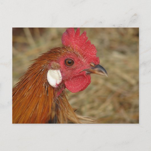 Phoenix Rooster Briefkaart (Voorkant)
