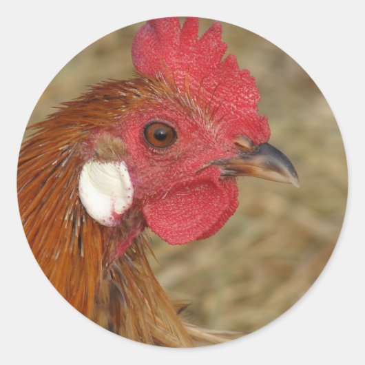 Phoenix Rooster Classic Ronde Sticker (Voorkant)