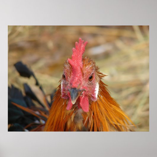 Phoenix Rooster Poster (Voorkant)